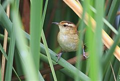 Wren-like Rushbird